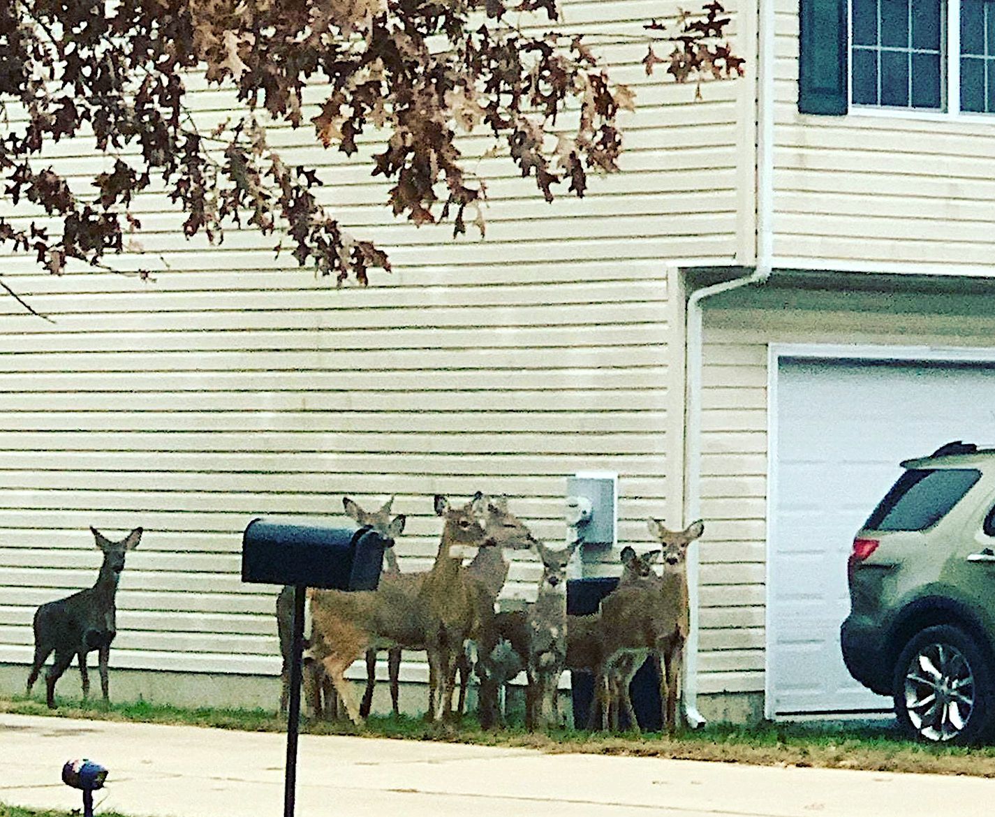 Santa's reindeer?